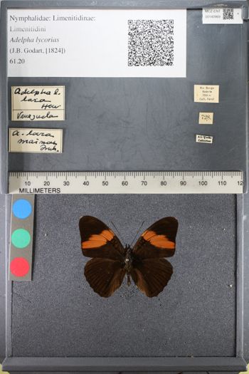 Media type: image;   Entomology 140969